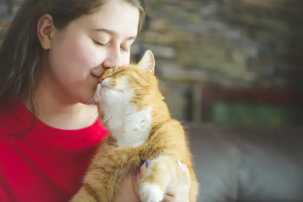 An orange tabby cat sitting in a person's lap contentedly licking the person's nose.