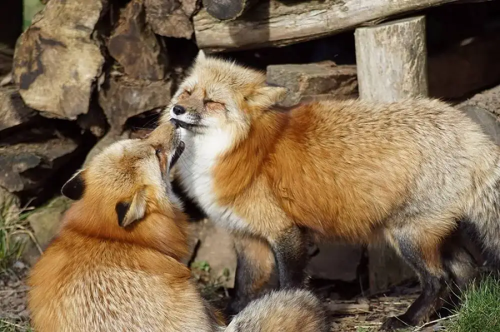 Fascinating Facts About Fox Mating Season: You Love learning about