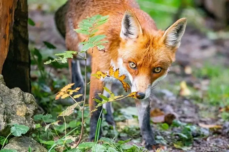 Red Foxes  barks are raspy, and screams shrill.