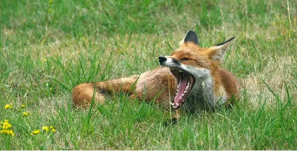 Yes Foxes screams at Night The Scream Sound helps foxes to protect their territories