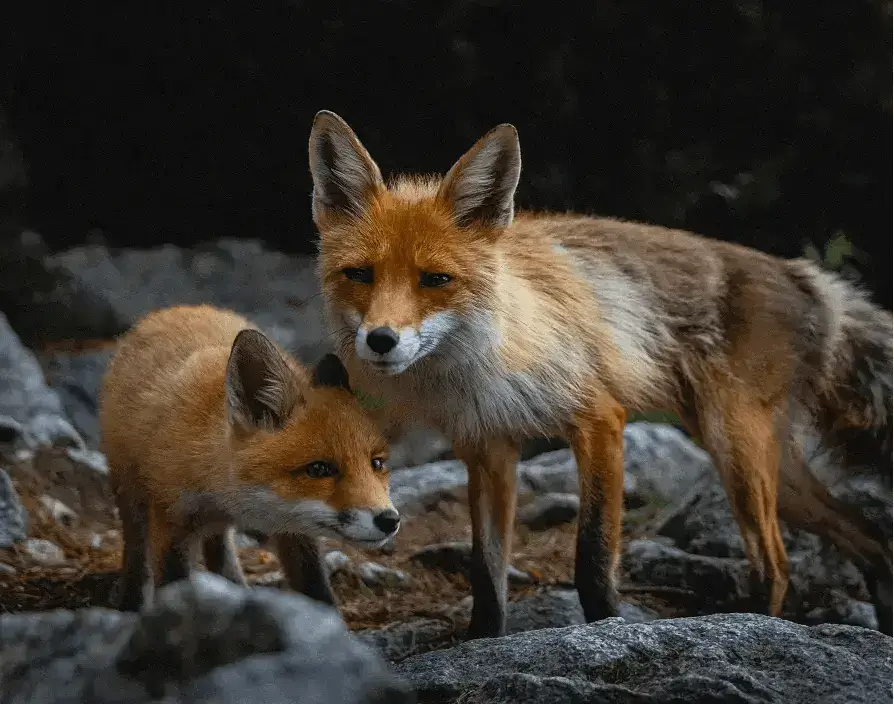 few foxes live up to 10 years in the wild, most survive less than 5 years