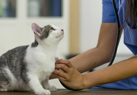 Meet veterinarian to euthanize a cat