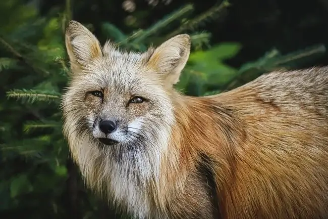 The red fox, the most common species worldwide, has a lifespan of just 18 months to 3 years in natural environments