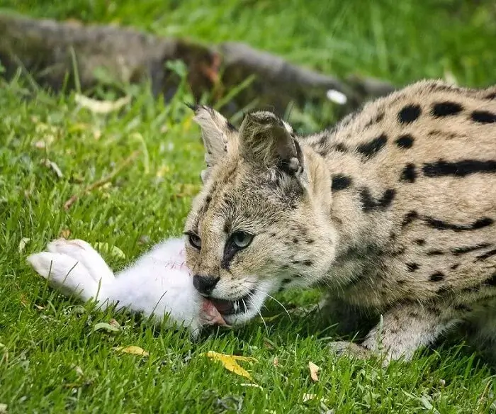 do servals cats attack animals
