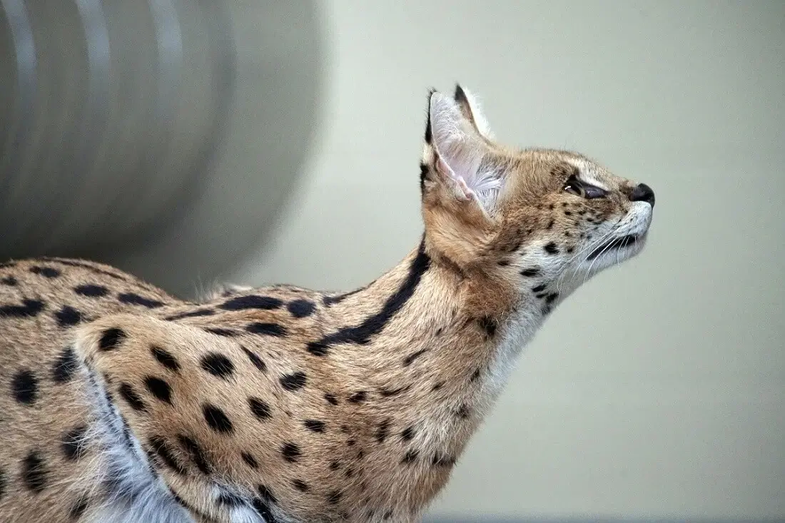 Can a Serval Cat kill a Human the information you need to know