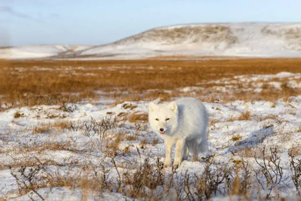 Are Arctic Foxes Endangered? Know the Truth
