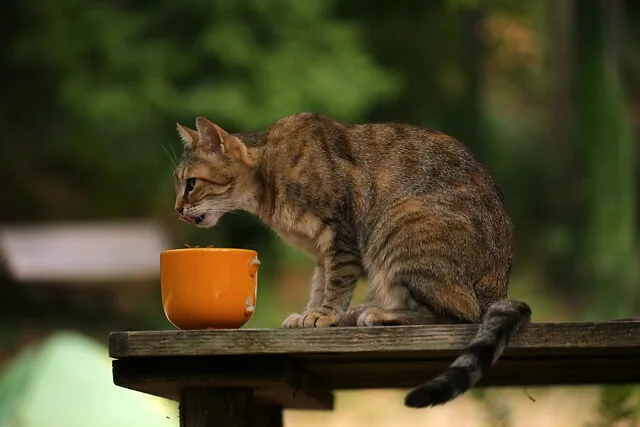 Can Cats Eat Kiwi? Ultimate Guide to Learn Risks and Benefits