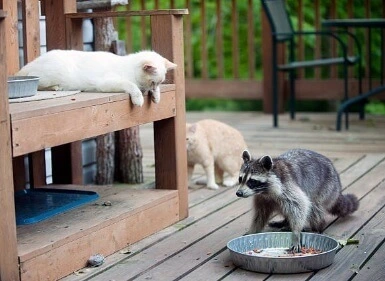 Can Cats and Raccoons Mate? Interesting Facts to Know