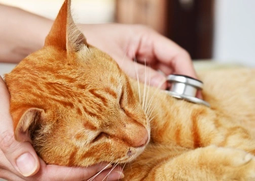 Orange tabby cat curled up in owner's lap being petted