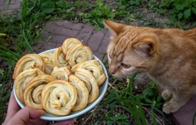 Can Cats Eat Pretzels? Love Your Kitto