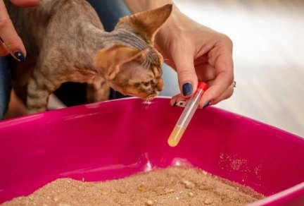 Can Cat Pee Get You High? Know About Risks