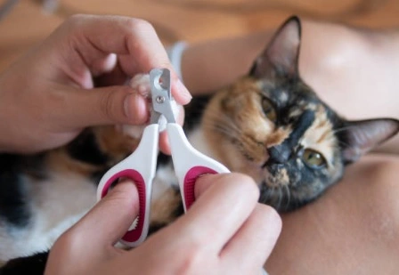 Where Can I Declaw My Cat For Free? 9 Best Alternative Ways