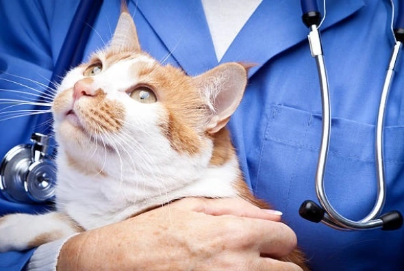 When to Euthanize a Cat with Seizures? Important Considerations