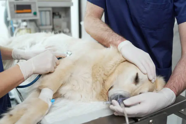 Different Methods to Euthanize a dog 