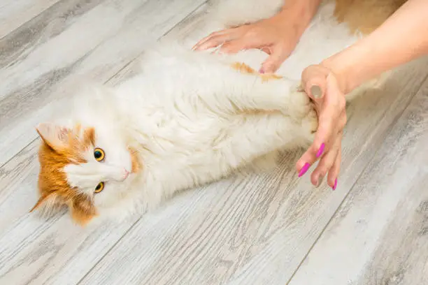 Why Do Cats Like Butt Pats? The Surprising Reasons