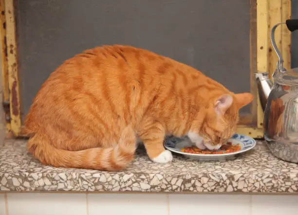 An orange tabby kitten cautiously sniffing at a bowl of cooked shelled edamame beans.