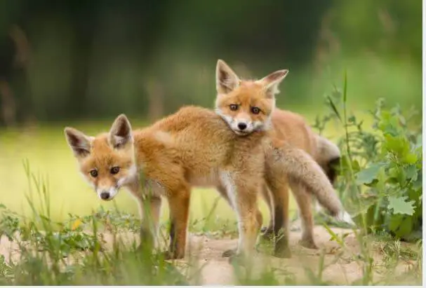 Fox mating season usually starts in winter and spring