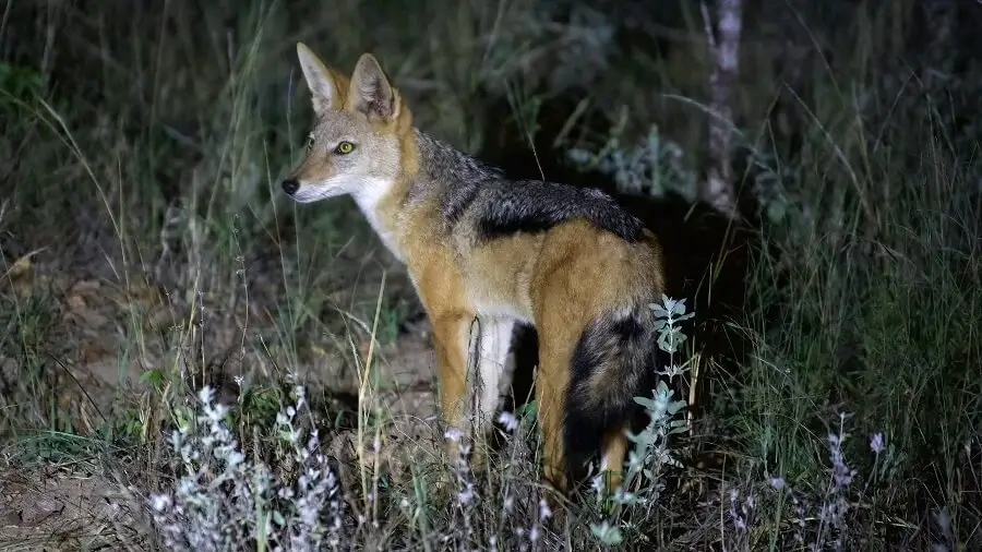 Fox Screaming at Night Calling out to potential mates