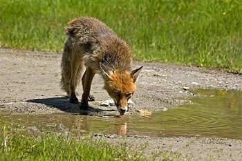 Do Foxes Drink Water? An Ultimate Guideline