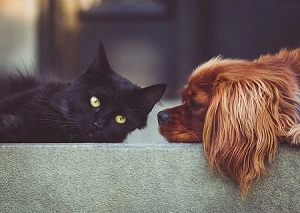 golden retriever vs black cat
