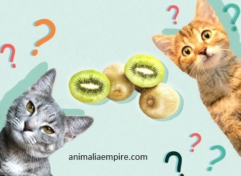 Kiwi fruit slices with seeds removed. can cats eat kiwi fruit?