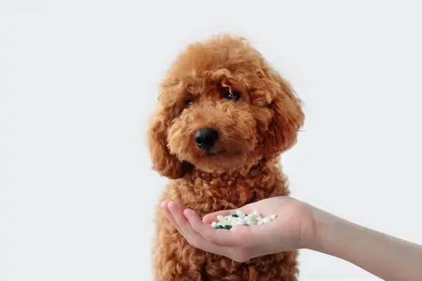 A soft brown toy poodle gently taking an edamame bean offered in an outstretched human hand.
