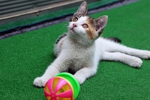cats love playing interactive toys