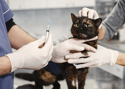 work with your vet to euthanize a cat
