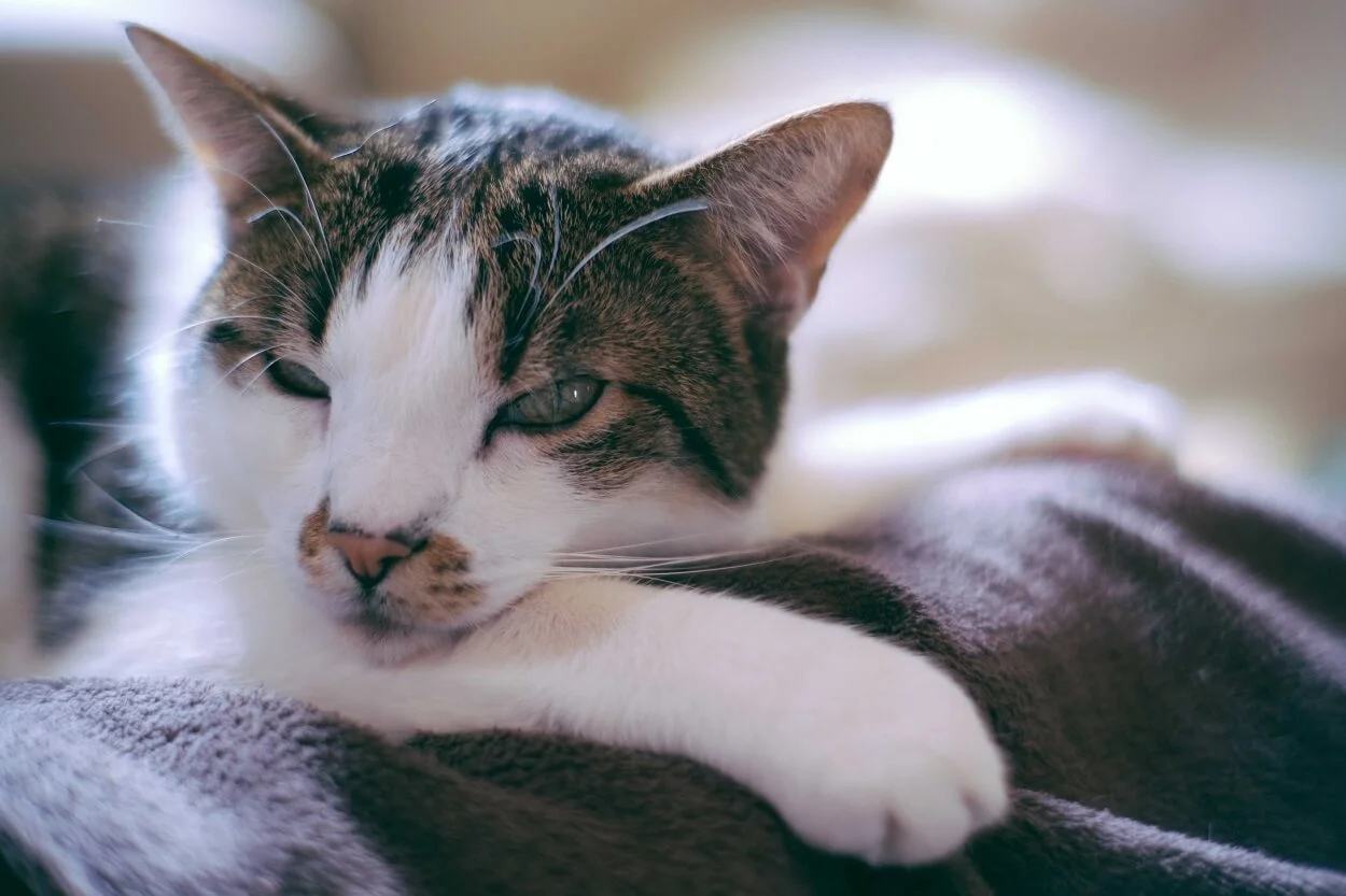 Obsessive Kneading in Cats: Reasons Behind the Behavior
