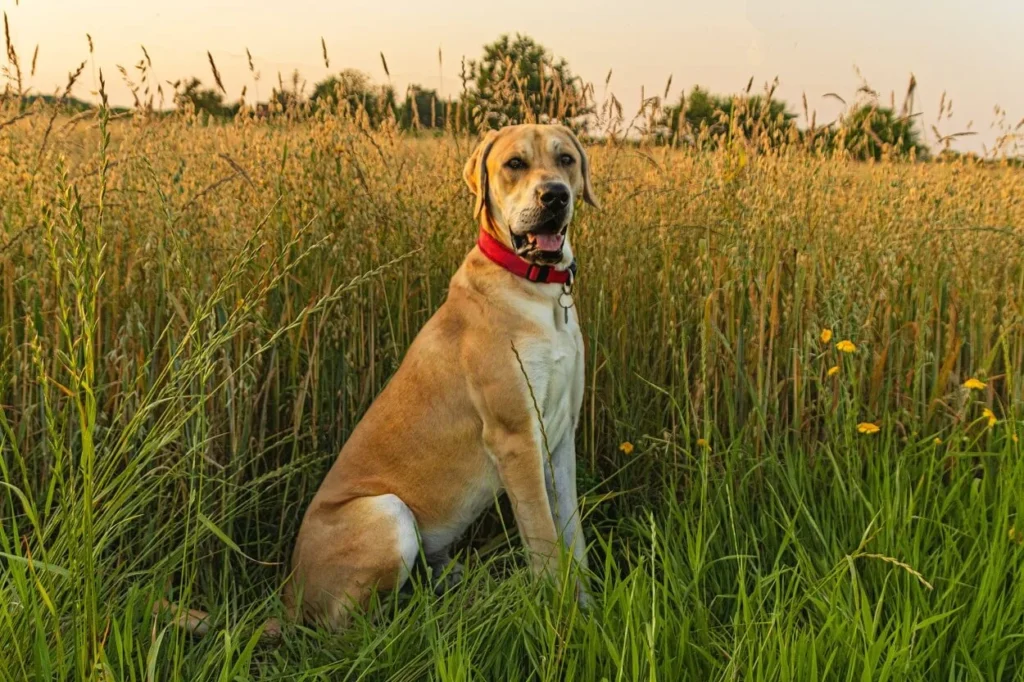 Yellow Labrador retriever panting heavily outdoors in summer heat
