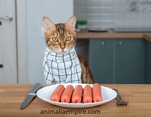 Can Cats Eat Bologna? is it Toxic for Cats?