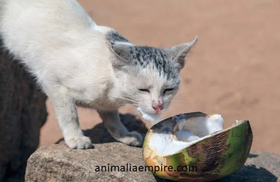 Can Cats Drink Coconut Water? The Benefits, Risks and More