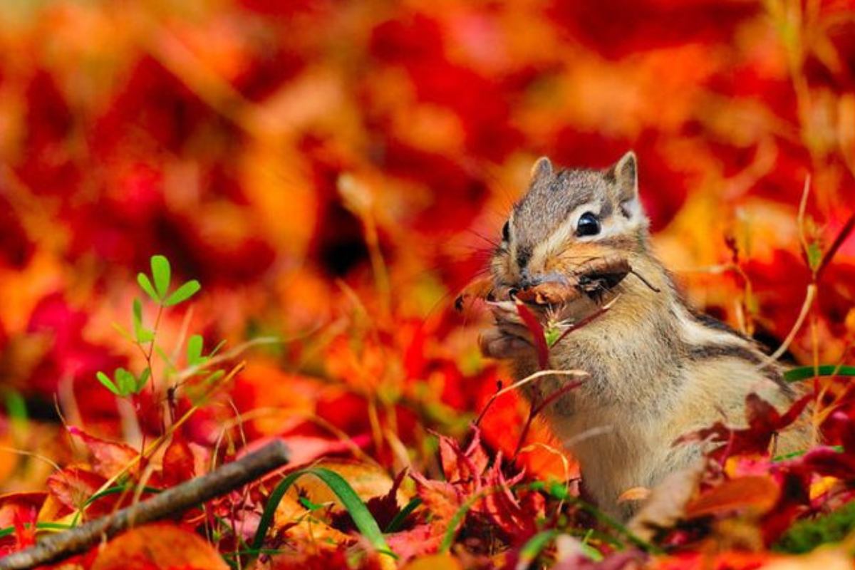 Protect wildlife by delaying your fall garden cleanup 